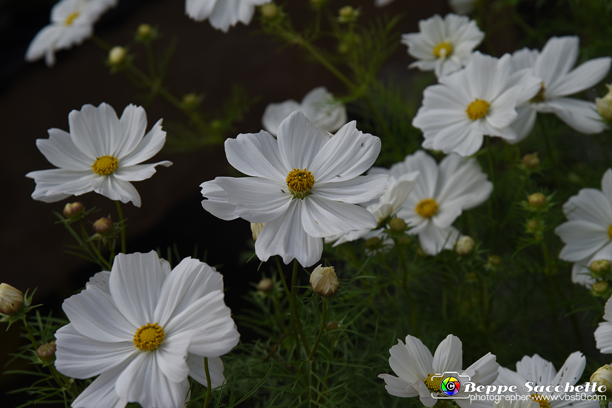 VBS_3550 - Floreal 2023 - Vivere con le piante.jpg